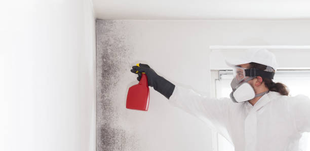 Best Professional Mold Removal  in Lanster, CA