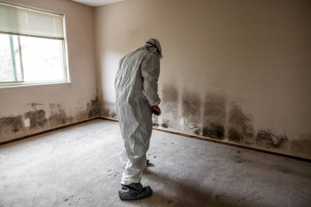 Best Commercial Mold Removal  in Lanster, CA